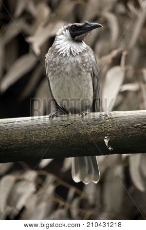 the noisy friar bird is perched on a log