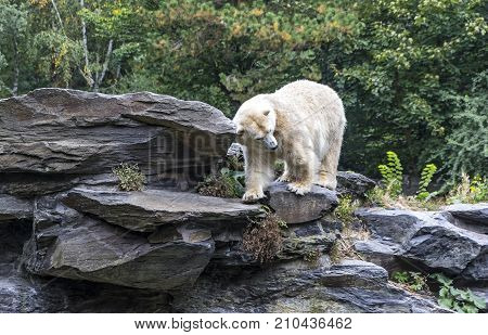 One White Polar Bear in a Zoo