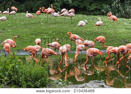 Pink Flamingos In Nature