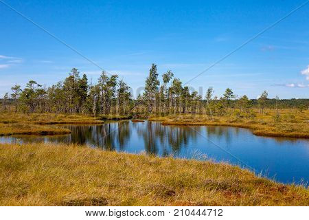 Beautiful Swamp Landscape