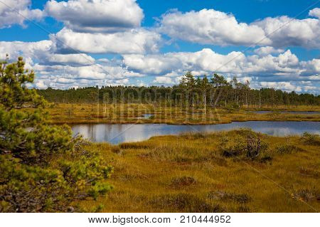 Long Pond In The Swamp