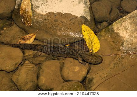 An Eastern Hellbender crawling on the creek bottom foraging for crayfish.