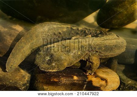 An Eastern Hellbender crawling on the creek bottom foraging for crayfish.