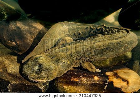 An Eastern Hellbender crawling on the creek bottom foraging for crayfish.