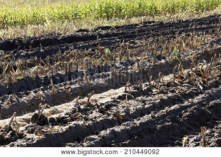 Autumn Scene On An Agricultural Field For The Collection Of Corn. On The Soil, Where The Harvest Was