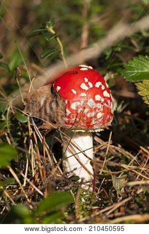 Beautiful Red Fly Agaric Growing In The Forest. The Fallen Leaves And Needles Of The Pine Lie On The