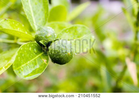 Fresh lemon tree with water drops in garden.