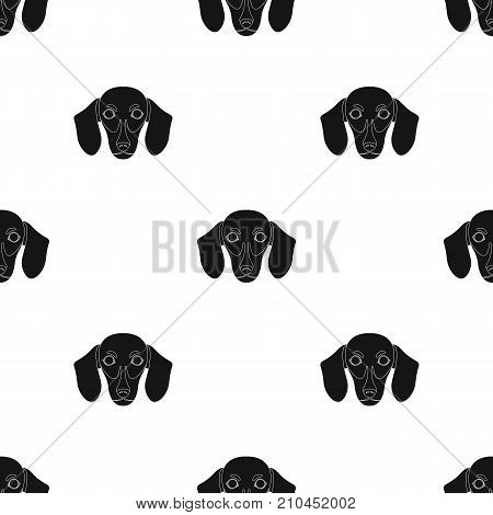 Dog, breed dachshund.Muzzle of the dachshund single icon in black style vector symbol stock illustration .