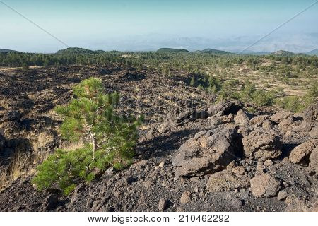 the Galvarina plateau in Etna Park, on foreground young pine - Sicily
