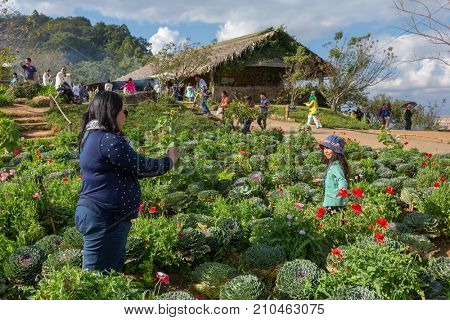Chianng Mai, Thailand - December 29, 2016: Unidentified thai people making photos on cabbage field at Mon Cham in Northern Thailand