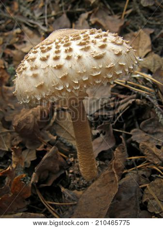 Forest mushroom photo. Very beautiful image