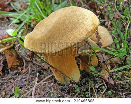 mushroom Boletus subtomentosus. Very beautiful image