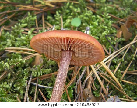 Forest mushroom photo. Very beautiful image