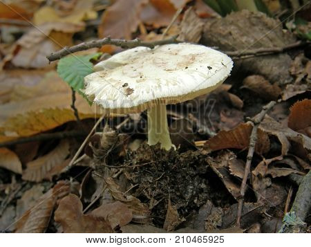 Forest mushroom photo. Very beautiful image
