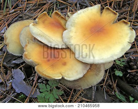 Forest mushroom photo. Very beautiful image