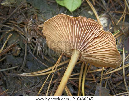 Forest mushroom photo. Very beautiful image