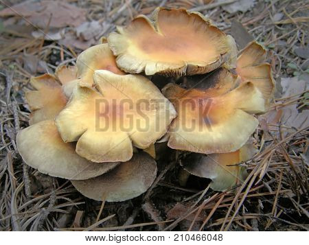 Forest mushroom photo. Very beautiful image