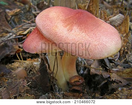 mushroom Tricholomopsis rutilans. Very beautiful image