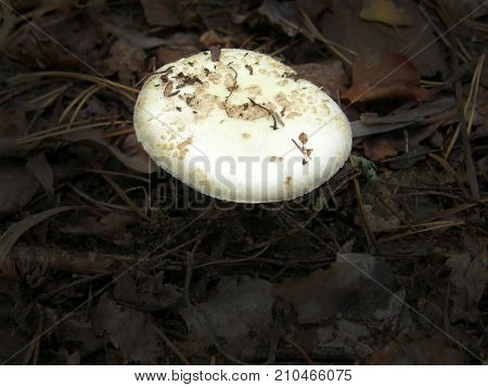 Forest mushroom photo. Very beautiful image