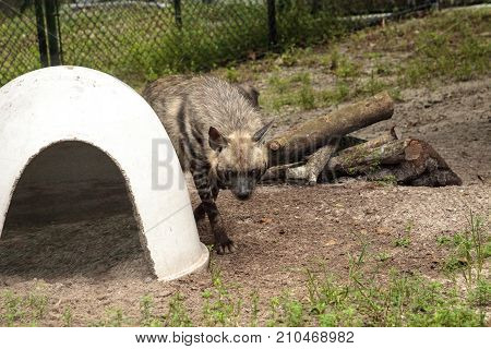 Striped Hyena Called Hyaena Hyaena