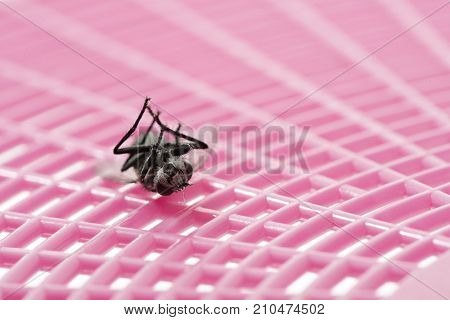 Death Fly on Swatter 