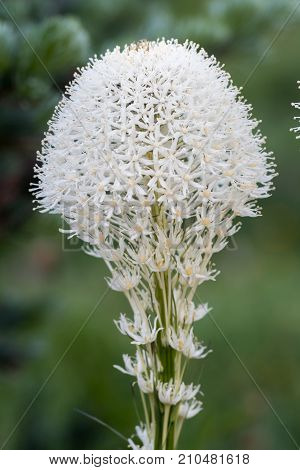Close Up On Bear Grass