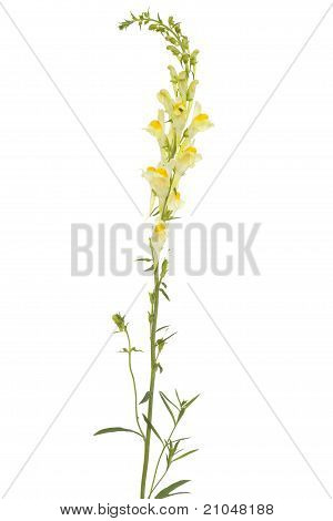 Linaria Vulgaris