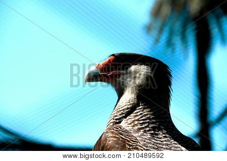 view of bird posing in zoo cage