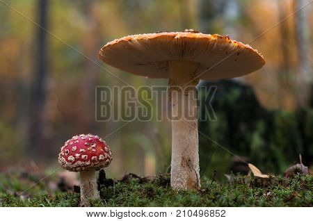 Mushrooms in the forest are illuminated by the sun's rays of light.