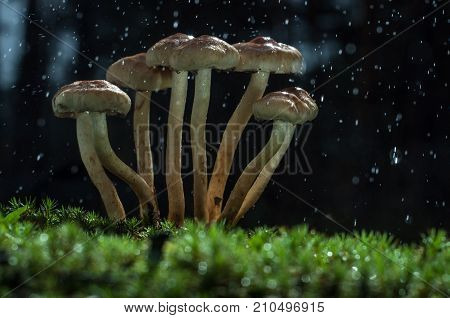 Mushrooms in the forest are illuminated by the sun's rays of light.