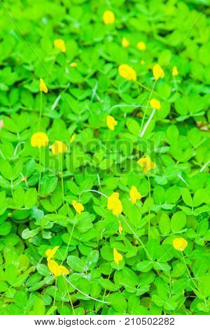 Beautiful Green Field Of Pinto Peanut (arachis Pintoi)