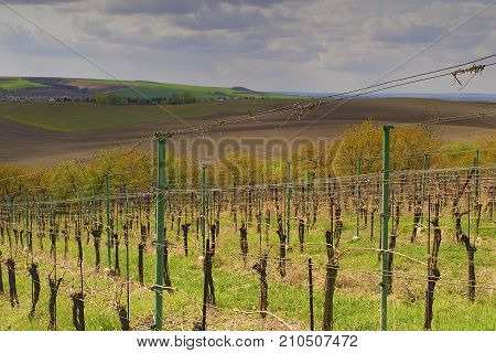 Vineyard landscape with blue sky. Vineyard rows of vines visible on the background. Wineyard in the spring.