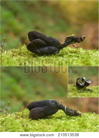 xylaria polymorpha fungus also known as dead man's fingers
