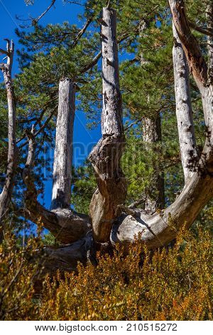 Beautiful dead tree trunk in the forest around Aoos artificial lake in Epirus Greece