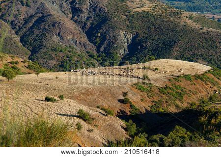 Shepherds and grazing sheep and goats on a plateau in a mountain area in Thessalia Greece