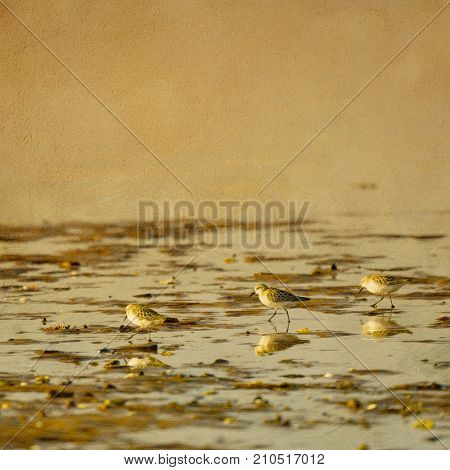 Semipalmated Sandpipers on a sandy shore. Texture effect added.