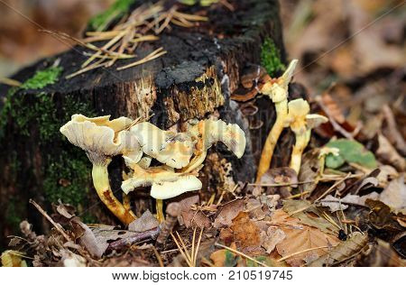 This are Mushrooms at forest floor with leafs