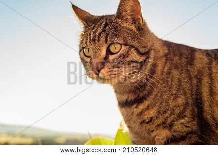 Portrait Of A Cat