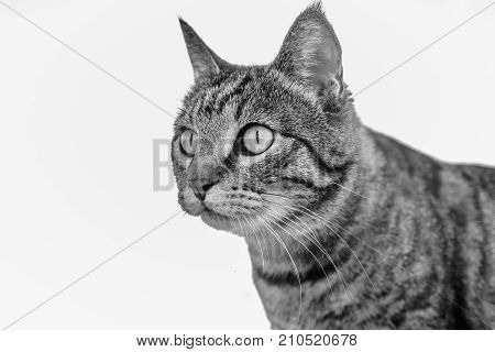 Portrait Of A Cat