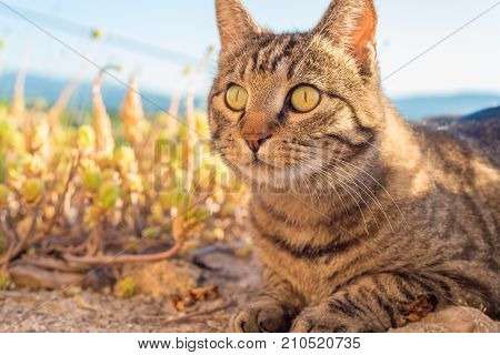 Portrait Of A Cat