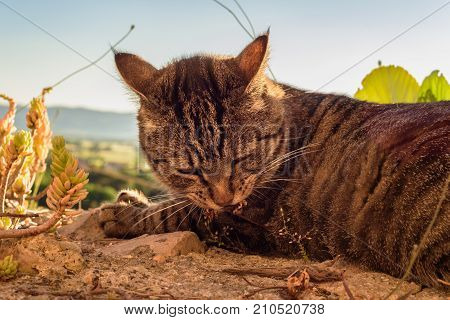 Portrait Of A Cat