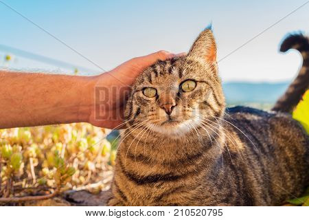 Portrait Of A Cat