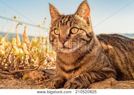Portrait Of A Cat