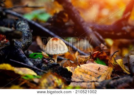 A poisonous mushroom between colorful leaves in autumn forest
