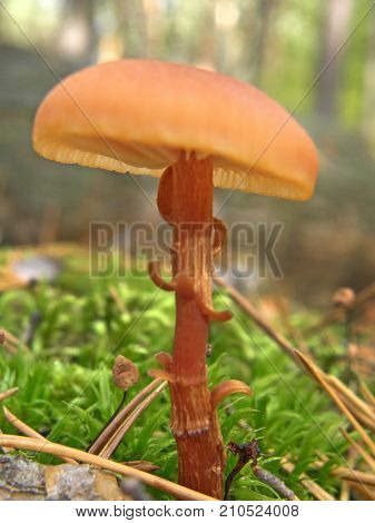 Forest mushroom photo. Very beautiful image