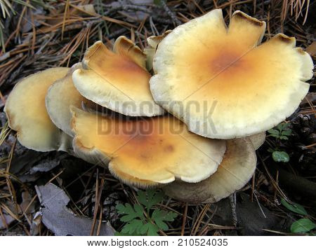 Forest mushroom photo. Very beautiful image