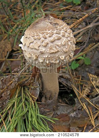 Forest mushroom photo. Very beautiful image