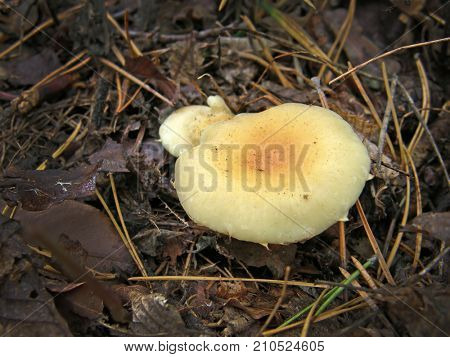 Forest mushroom photo. Very beautiful image