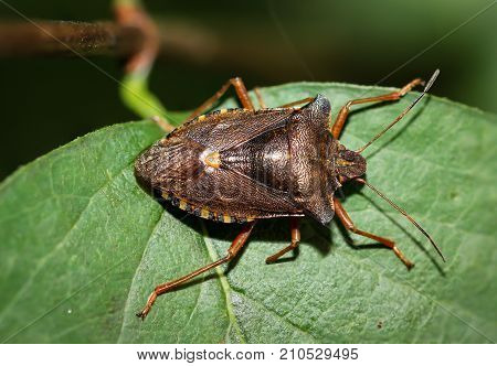 Bug on a leaf, Bill kerfe, bug, insect, nature