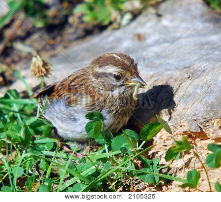 チッピング雀 (Spizella Passerina)